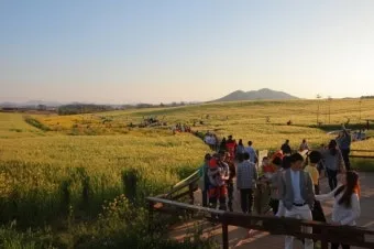고창 청보리밭 축제 방문자 혜택_23