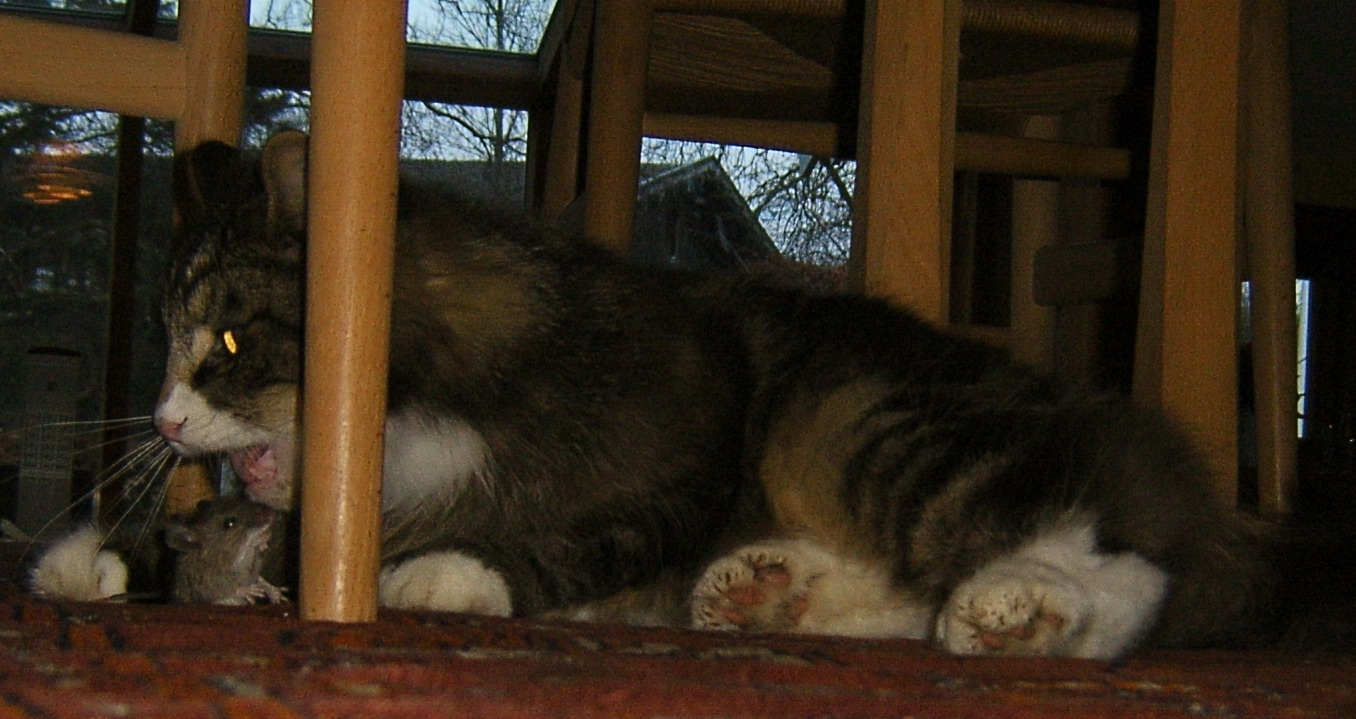 Cat hunting.jpg