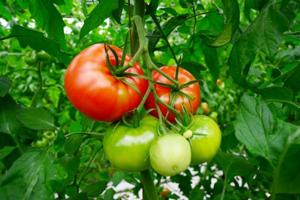 토마토의 효능효과