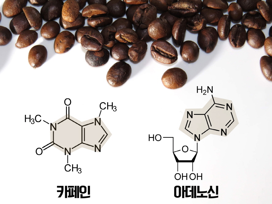 커피 찌꺼기 활용