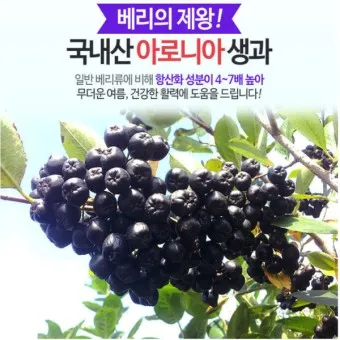 아로니아 효능 칼로리 권장섭취량_20