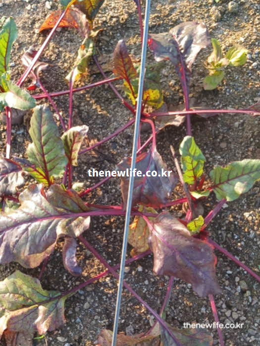 비트 효능 빈혈 예방 철분