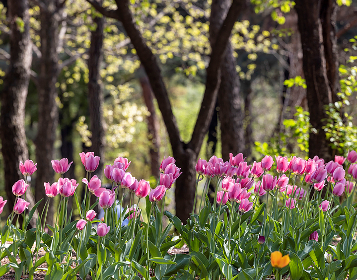 메타세콰이어길1
