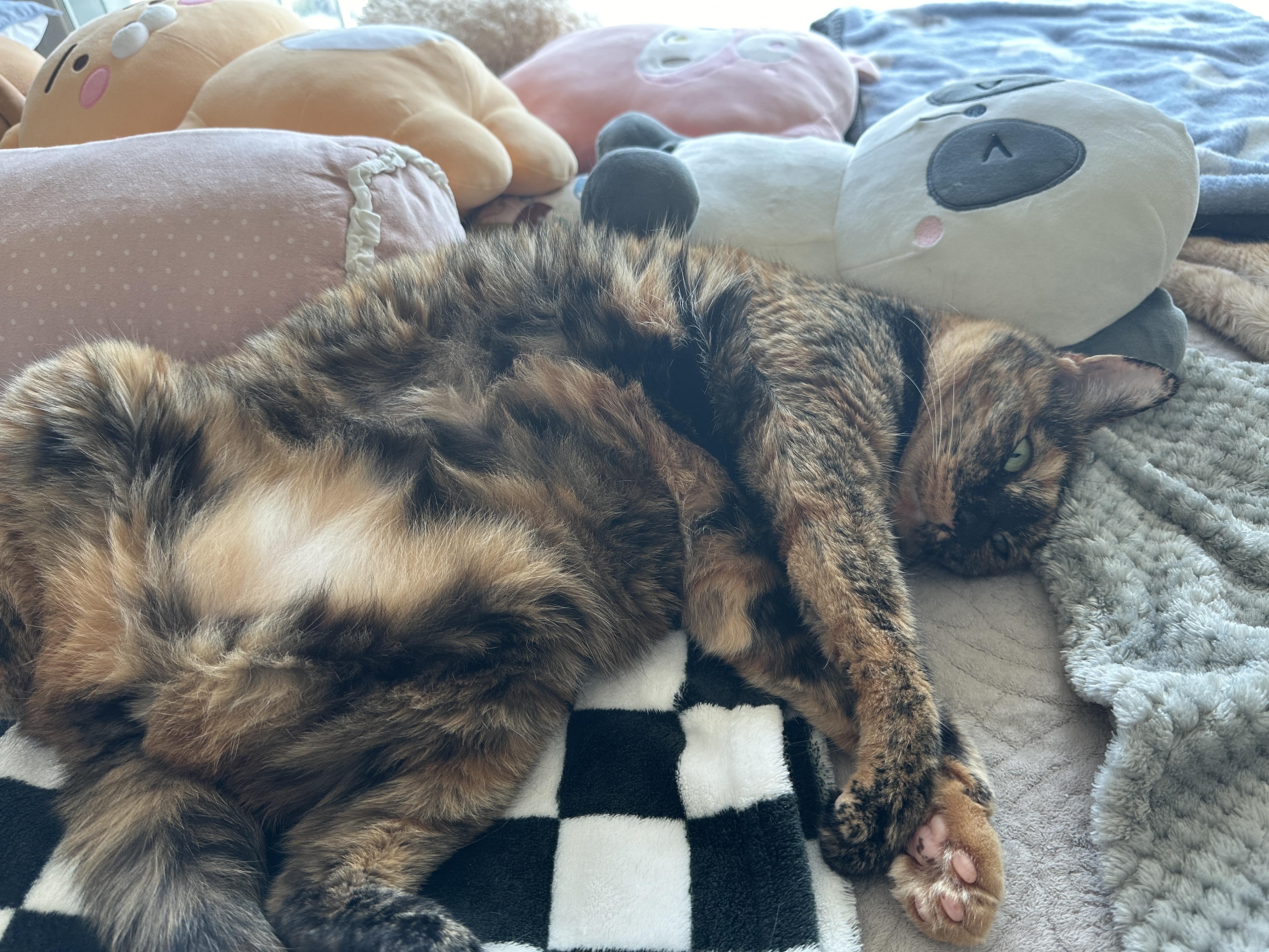 발라당_뒤집어져서_자고_있는_카오스고양이_사랑이_3