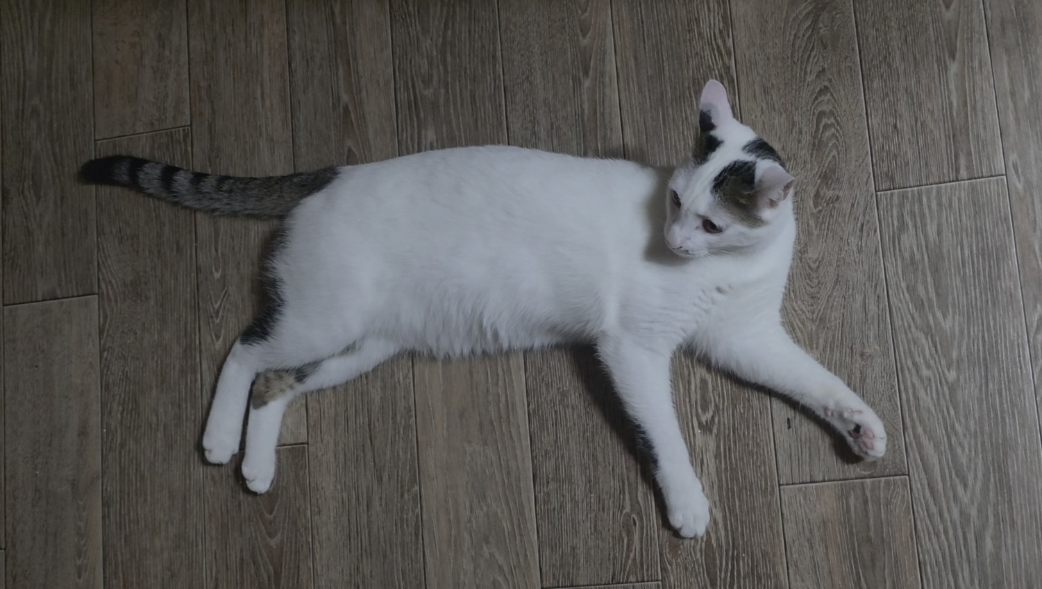 과체중 또는 비만 상태 고양이