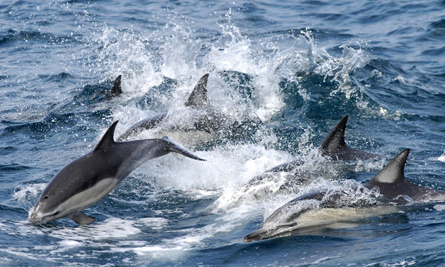 밍크고래 불법 포획 유통 판매 밍크고래고기 불법 판매
