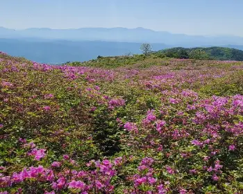 황매산 철쭉축제_17