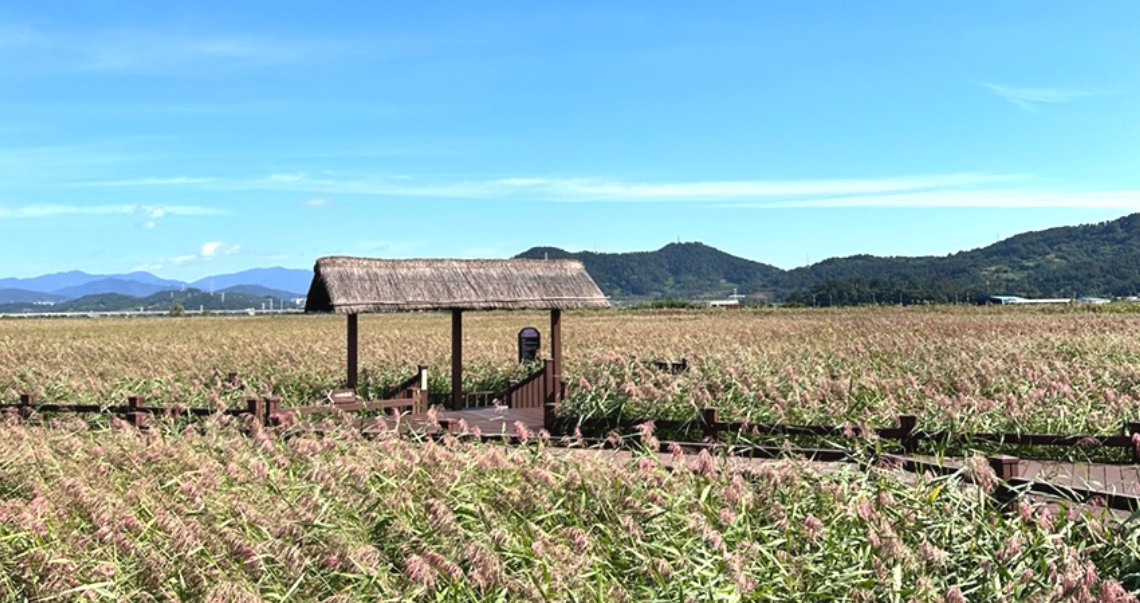 순찬만 습지 갈대밭