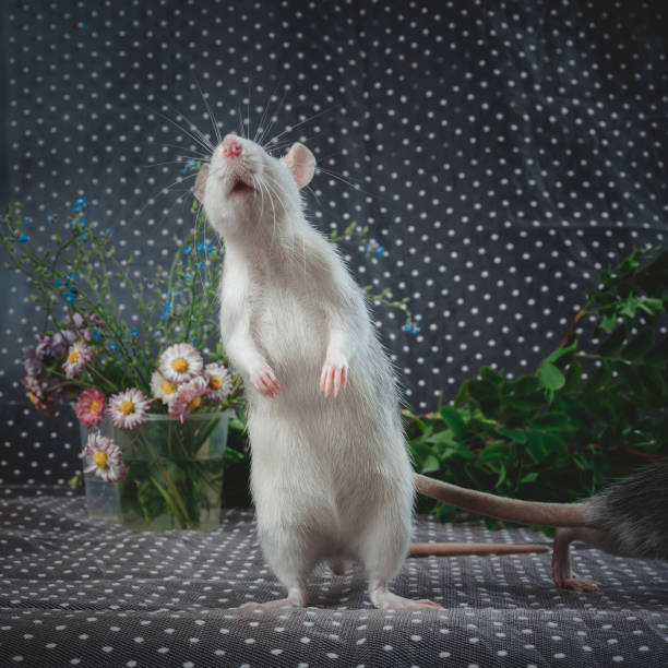 흰색 쥐 꿈 해몽