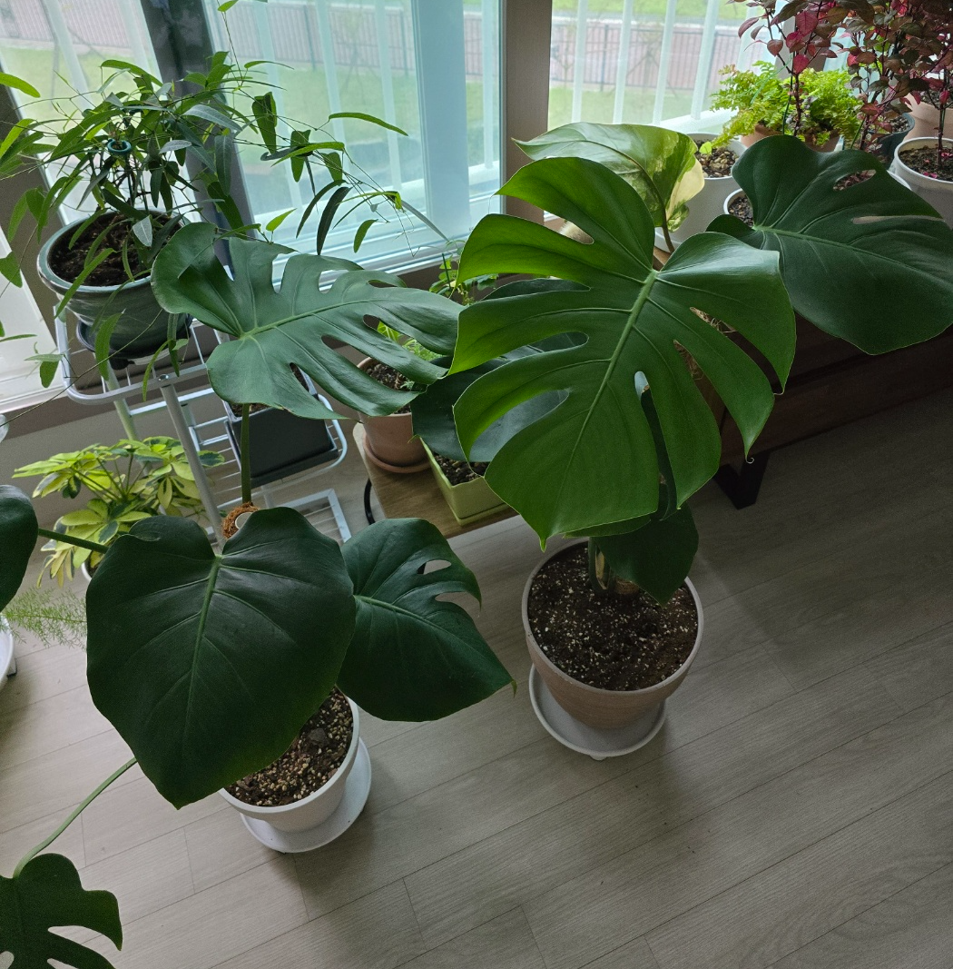 폭풍성장한 몬스테라