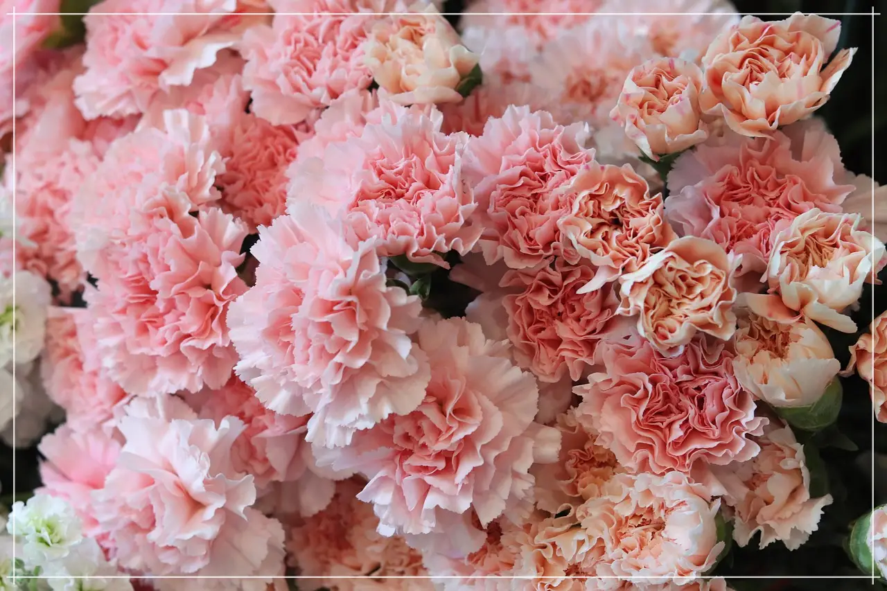 카네이션 키우기