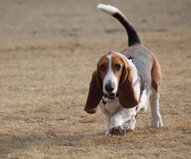 바셋 하운드