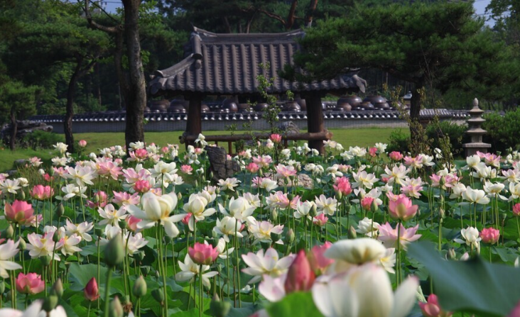 주말 봄 나들이 봄꽃 명소 - 세미원 이미지