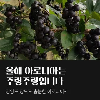 아로니아 수확시기에 맞춘 열매 먹는방법 분말 부작용 가격 정보_15