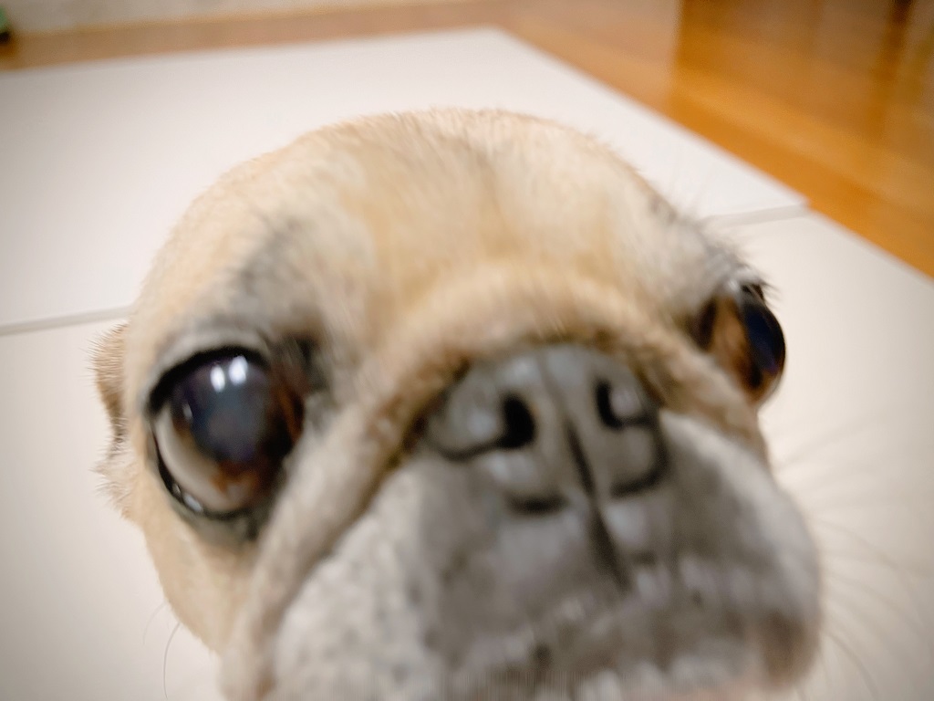 애걸하는 복댕이 퍼그