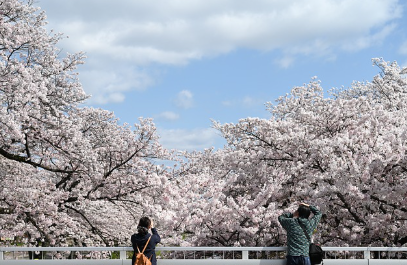 벚꽃과 함께하는 당일치기 여행 코스