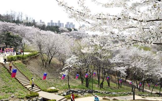 서대문 벚꽃