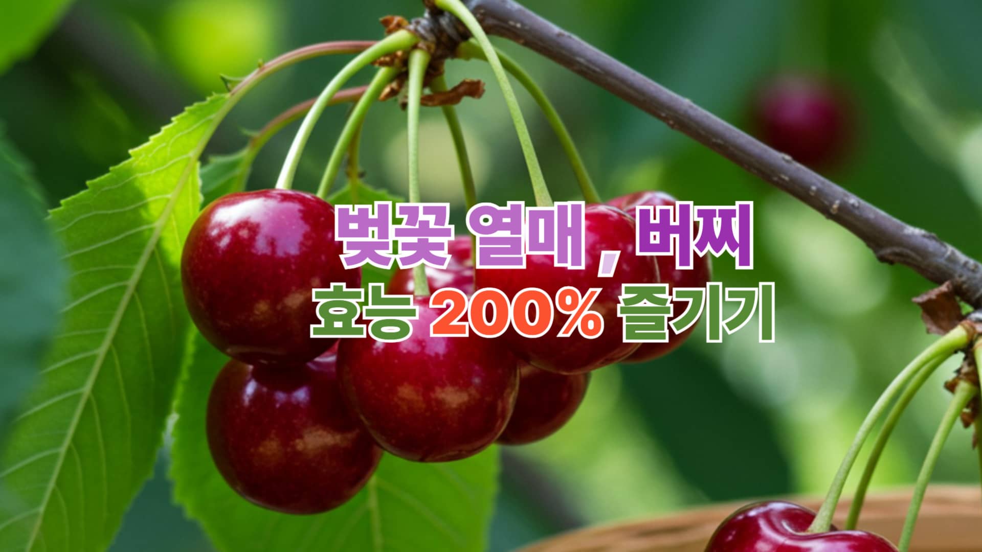 벚꽃열매, 버찌의 그 놀라운 효능
