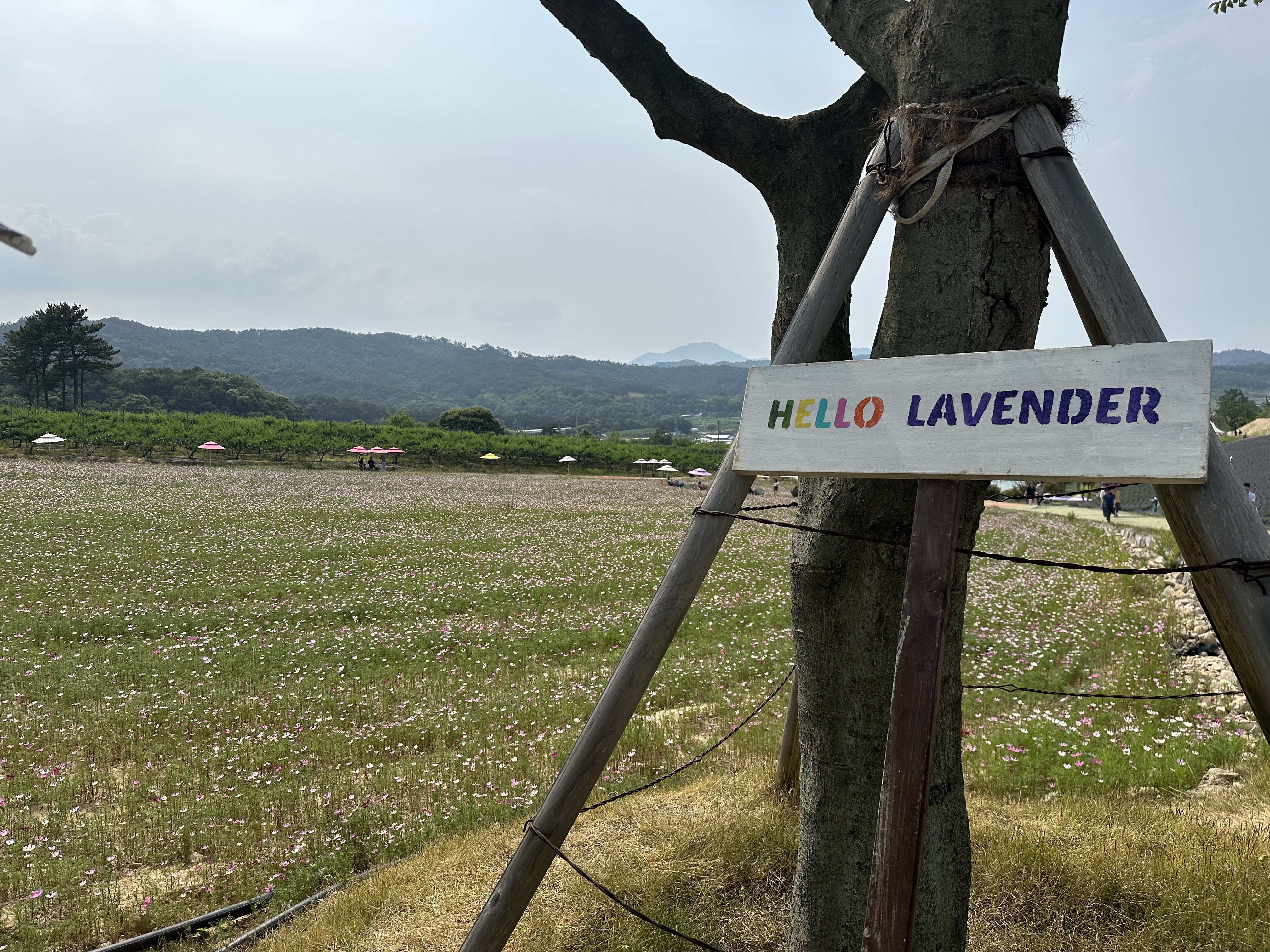 2024 정읍 허브원 라벤더 축제 