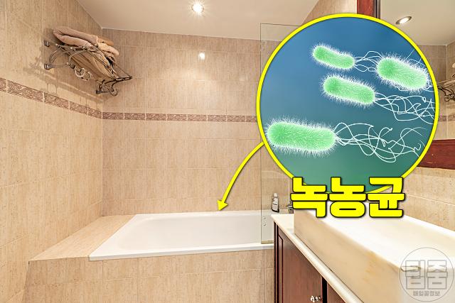 리필용기 세척 녹농균이란