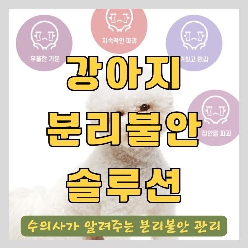 수의사가 알려주는 강아지 분리불안 관리하는 법 - 백색소음, 데이케어, 펫시터, 켄넬 교육, 장난감 사용법, 어댑틸, 외출시 해야할 것 썸네일