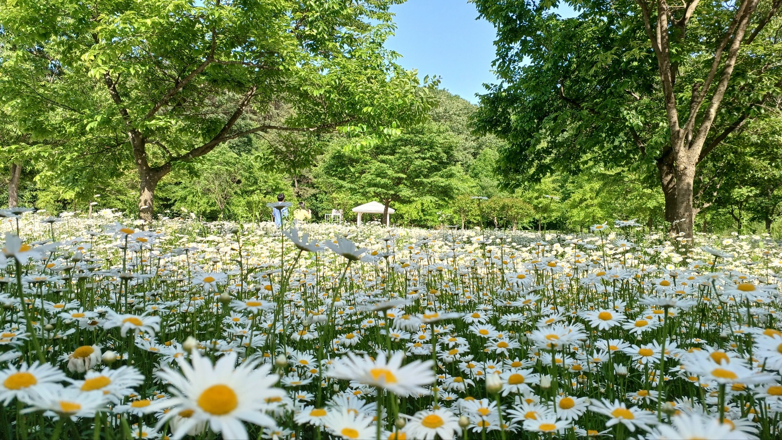 함안 악양생태공원 샤스타데이지