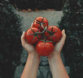 토마토 효능 부작용 고르는법 칼로리