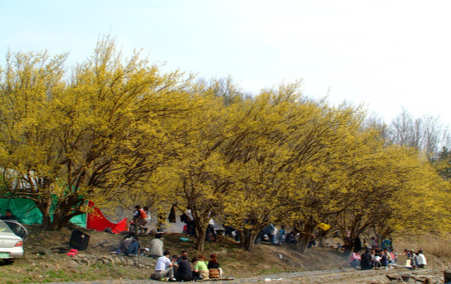 양평 산수유마을1