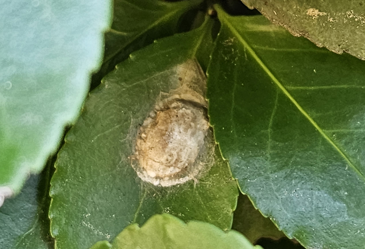 노랑털알락나방8