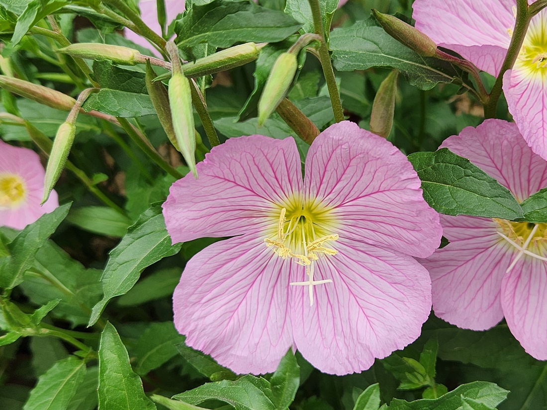 분홍낮달맞이꽃