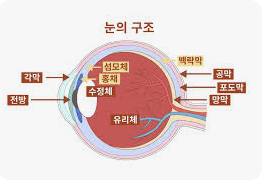 포도막염의 예방 및 치료 방법