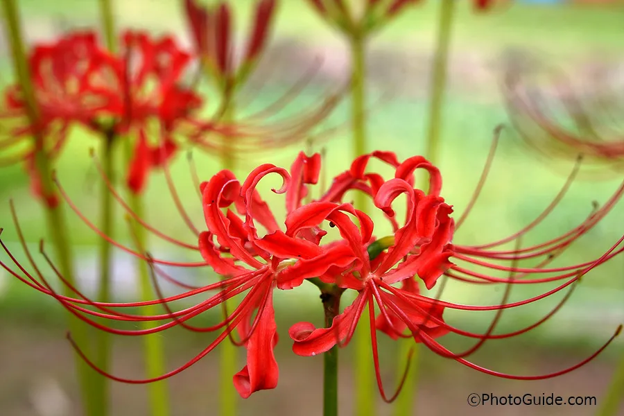 영광-불갑사-상사화-축제