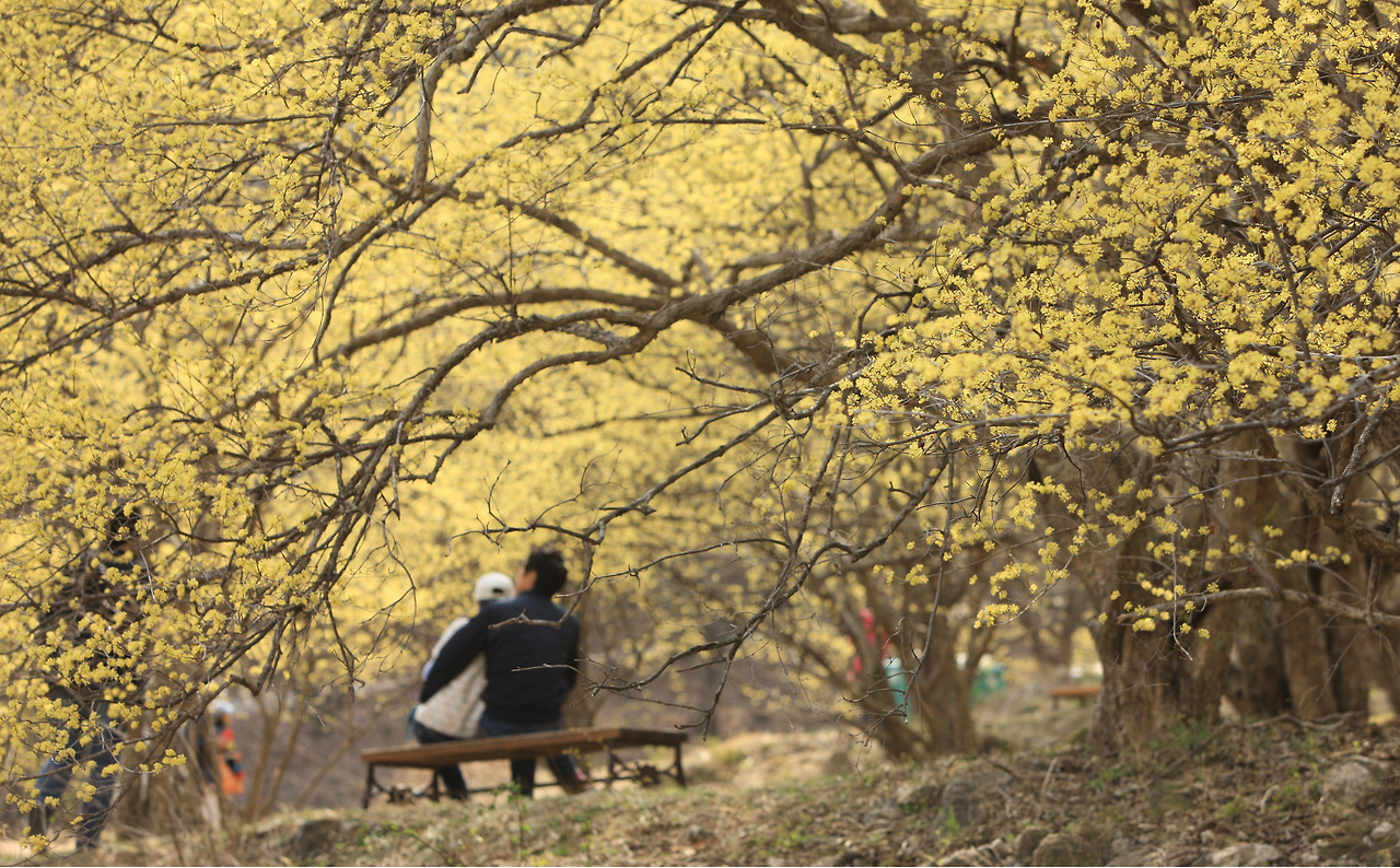 이천 백사 산수유꽃축제