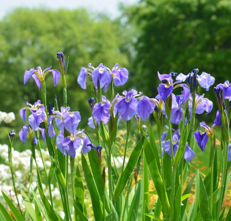 붓꽃 꽃말 전설 아이리스 차이 각시붓꽃 개화시기 종류 총정리1