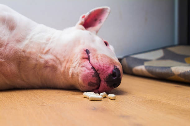 장 건강 영양제의 올바른 선택법