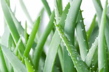 알로에 효능 및 영양성분&amp;#44; 주의점