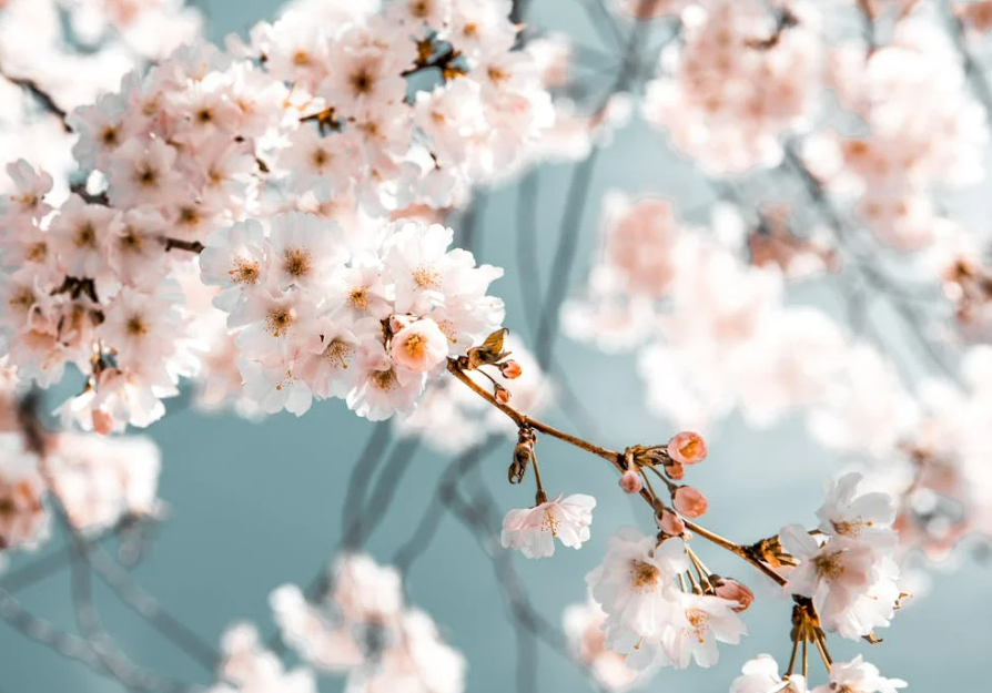 수원 벚꽃 개화시기