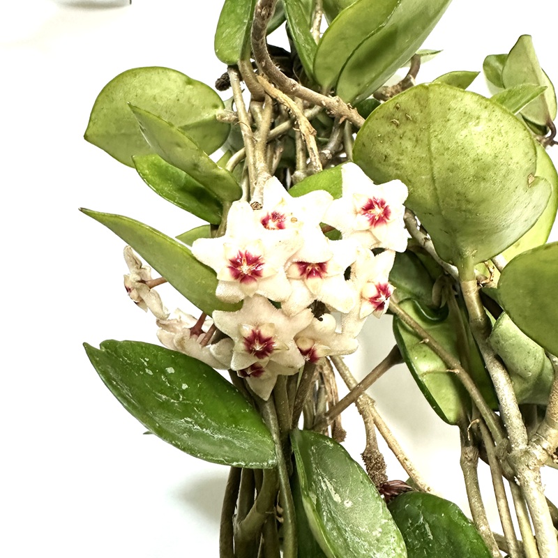 호야 키우기 수경재배 꽃피우기 물주기 꽃말