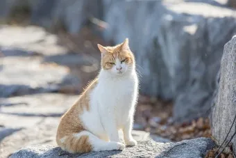 길고양이 대처법, 길고양이와 갈등, 밥주는 문제, 신고_31