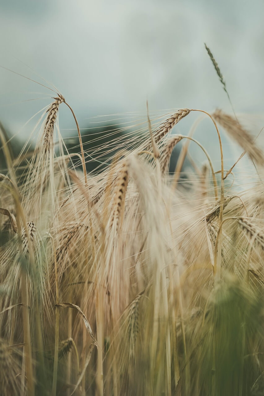지자체 주도 에너지계획 연계 (분산운영, 지역계통, 자립형)