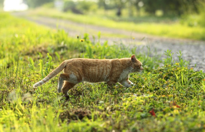 풀숲을 걷는 길고양이.