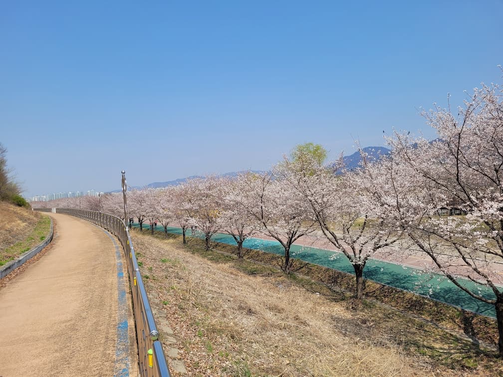 하남 당정뜰 트레이더스 근처 벚꽃 명소