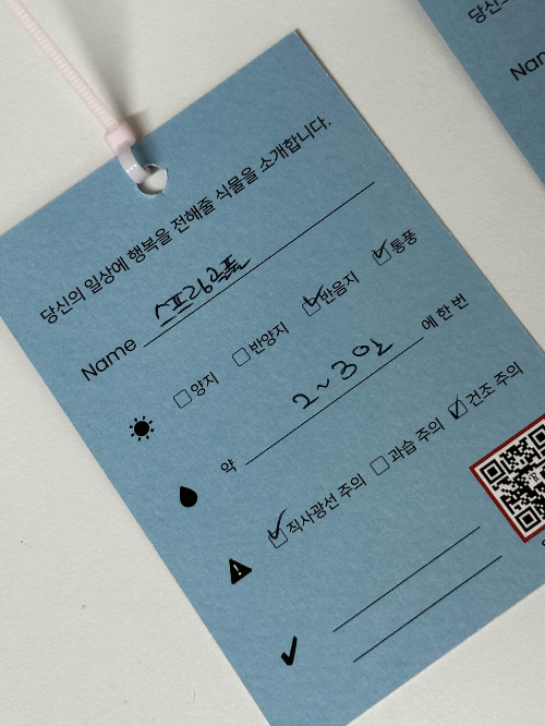 스프링 골풀 키우기