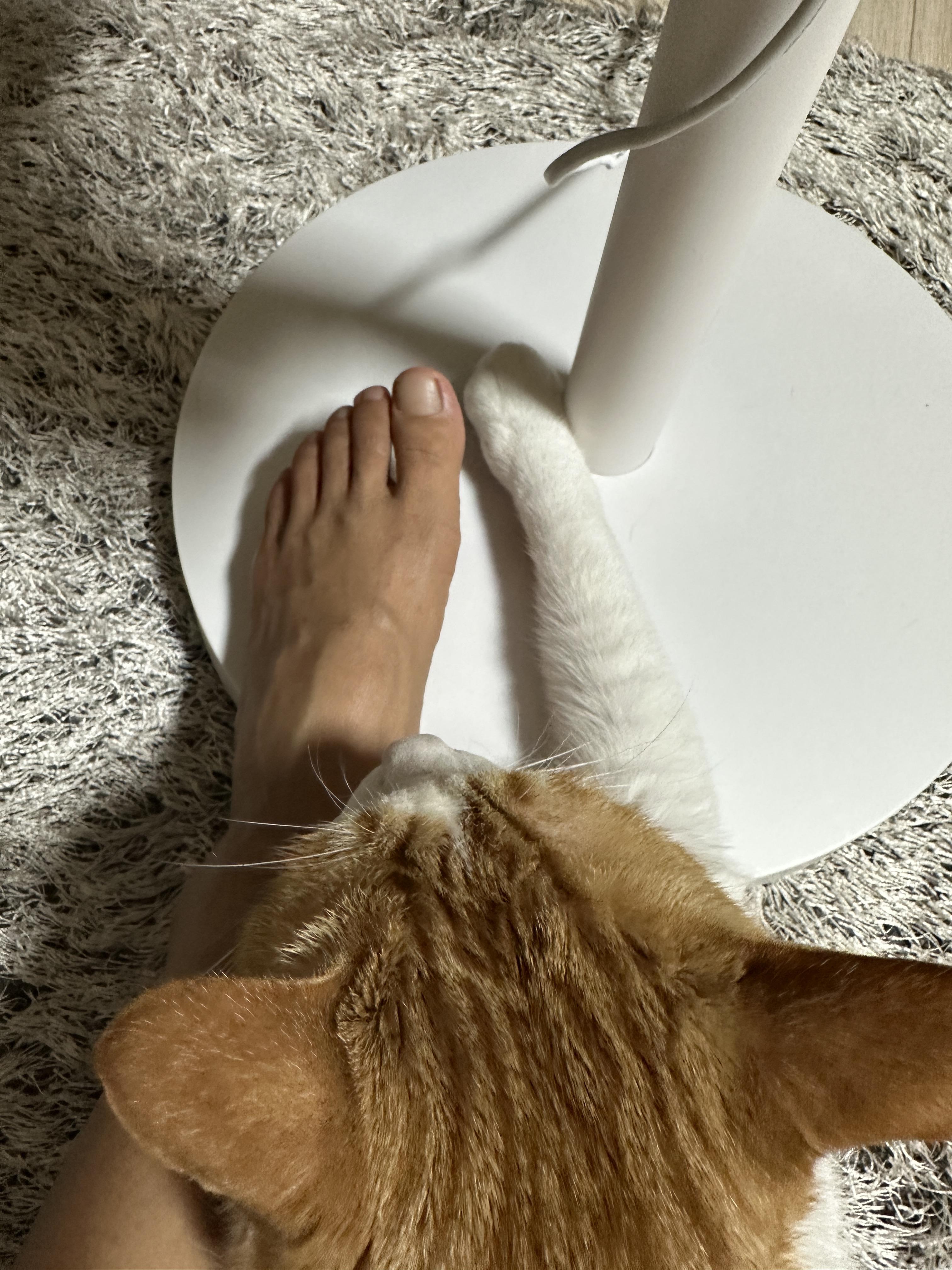 선풍기_위에_나란히_있는_집사_발과_막둥이_앞발