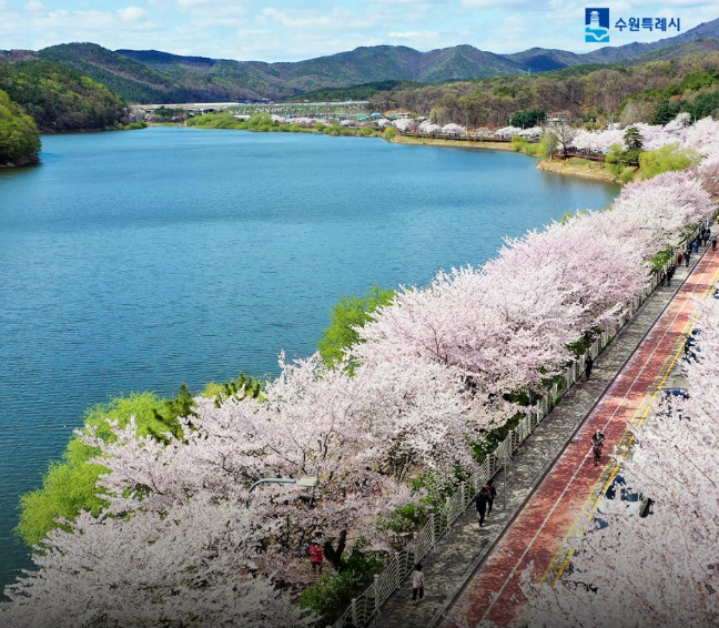 수원 벚꽃 개화시기