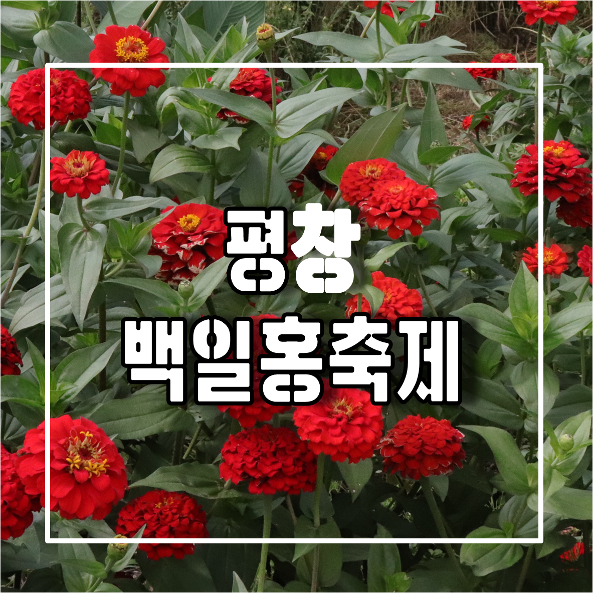 평창 백일홍축제