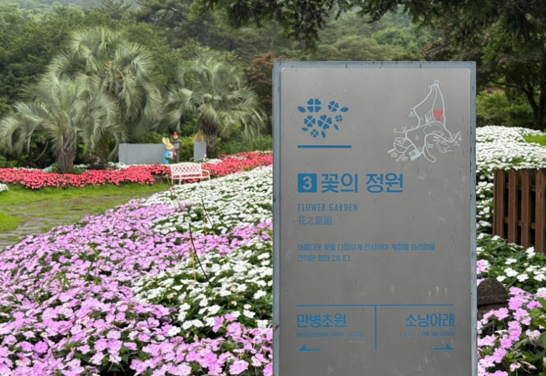 제주 서귀포 수국길