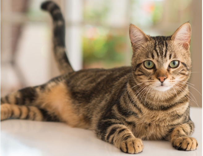 고양이가 싫어하는 냄새