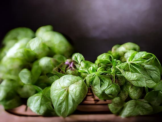 제아잔틴이 풍부한 바질