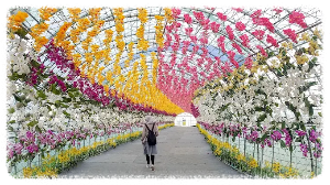 코리아플라워파크